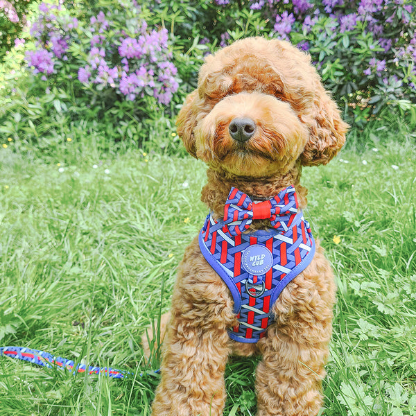 Adjustable Dog Harness: Knightsbridge Violet