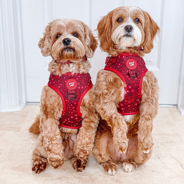 Adjustable Dog Harness: Notting Hill Mulberry