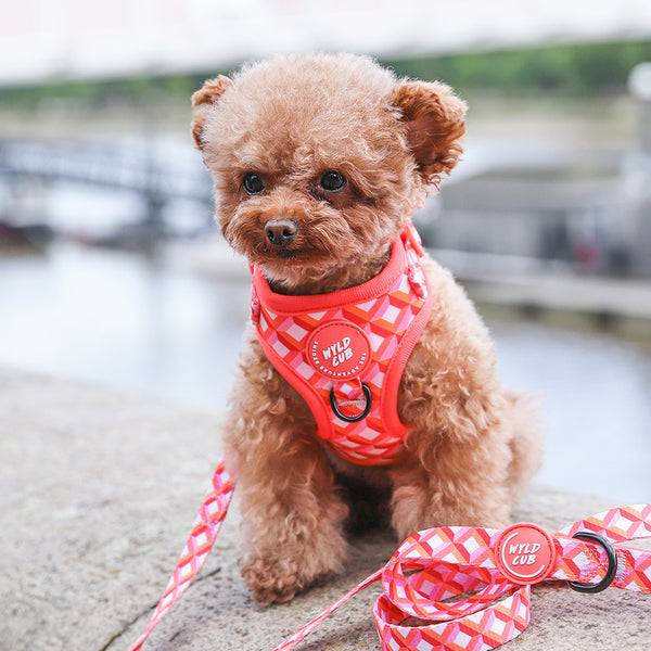 Adjustable Dog Harness: Knightsbridge Coral