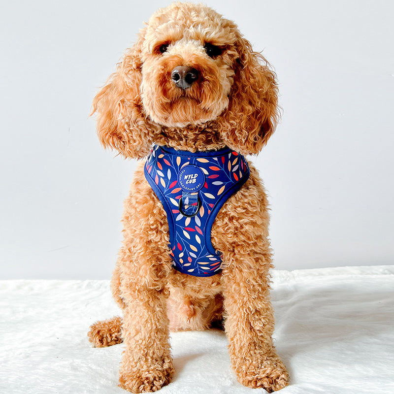 Poodle Cavapoo Accessories Best Harness For Cavapoo Puppy Trail Glow® Dog Harness The Hot