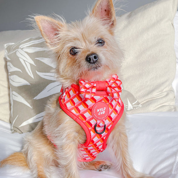 Adjustable Dog Harness: Knightsbridge Coral