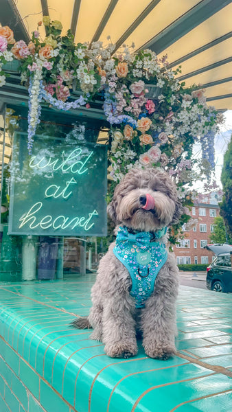 Dog Bow Tie: Notting Hill Mint