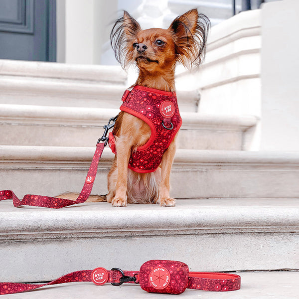 Dog Lead: Notting Hill Mulberry