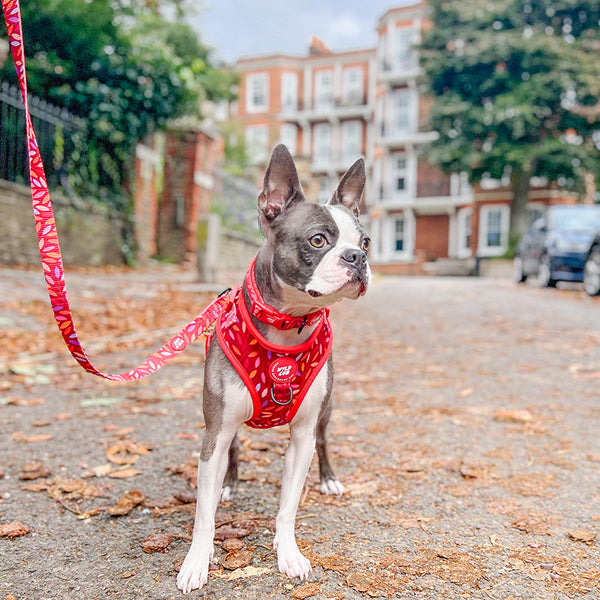 Adjustable Dog Collar: Hampstead Fireside