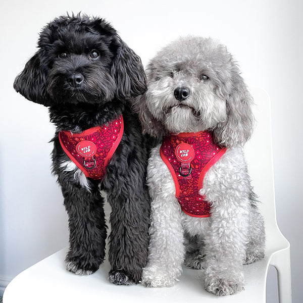 Adjustable Dog Harness: Notting Hill Mulberry