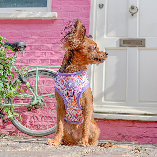 Adjustable Dog Harness: Notting Hill Lilac