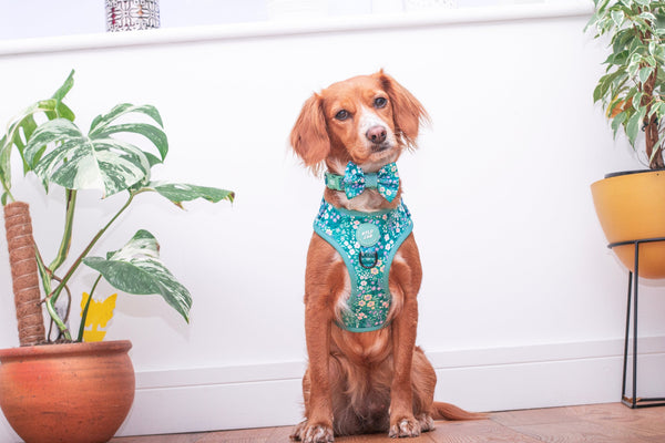 Adjustable Dog Collar: Notting Hill Mint