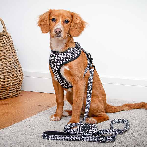 Wyld Cub black white monochrome luxury high end stylish fashionable matching luxury comfortable adjustable quality harness collar lead poo bag walk accessories set for top dog puppy breeds french bulldog frenchie bulldog cavapoo cockerpoo spaniel king Charles spaniel shihpoo labrador terrier chihuahua