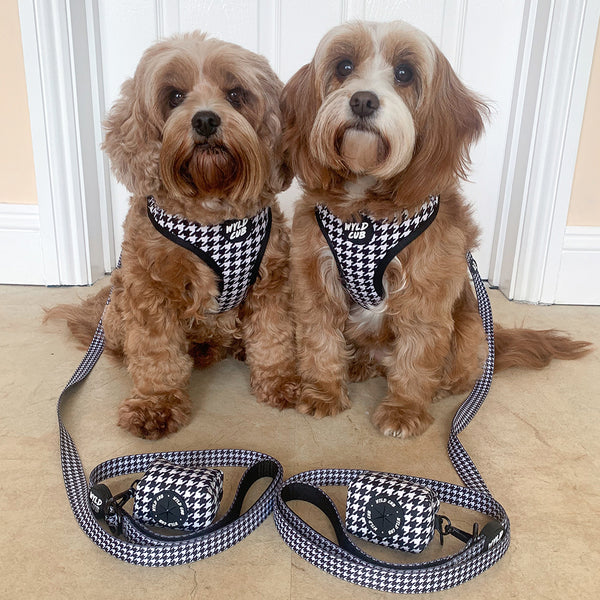 Wyld Cub black white monochrome luxury high end stylish fashionable matching luxury comfortable adjustable quality harness collar lead poo bag walk accessories set for top dog puppy breeds french bulldog frenchie bulldog cavapoo cockerpoo spaniel king Charles spaniel shihpoo labrador terrier chihuahua