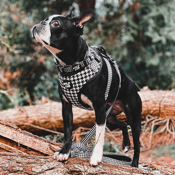 Wyld Cub black white monochrome luxury high end stylish fashionable matching luxury comfortable adjustable quality harness collar lead poo bag walk accessories set for top dog puppy breeds french bulldog frenchie bulldog cavapoo cockerpoo spaniel king Charles spaniel shihpoo labrador terrier chihuahua