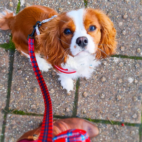 Wyld Cub red blue check tartan stylish comfortable luxury quality reversible harness collar lead poo bag walk accessories set for top dog puppy breeds french bulldog frenchie bulldog cavapoo cockerpoo spaniel king Charles spaniel shihpoo labrador terrier chihuahua