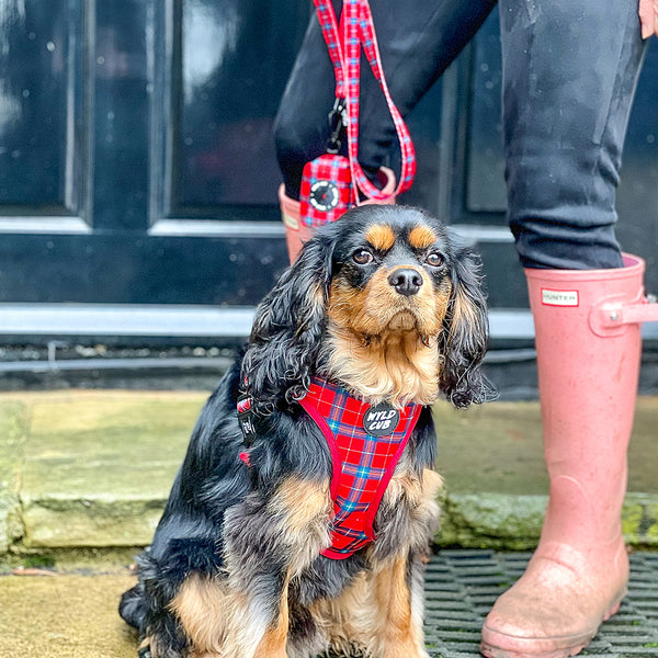 Wyld Cub red blue check tartan stylish comfortable luxury quality reversible harness collar lead poo bag walk accessories set for top dog puppy breeds french bulldog frenchie bulldog cavapoo cockerpoo spaniel king Charles spaniel shihpoo labrador terrier chihuahua