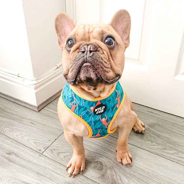 Wyld Cub green orange yellow colourful banana monkey botanical fun cool stylish comfortable quality reversible harness collar lead poo bag walk accessories set for top dog puppy breeds french bulldog frenchie bulldog cavapoo cockerpoo spaniel king Charles spaniel shihpoo labrador terrier chihuahua