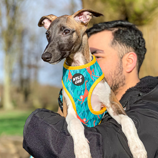 Wyld Cub green orange yellow colourful banana monkey botanical fun cool stylish comfortable quality reversible harness collar lead poo bag walk accessories set for top dog puppy breeds french bulldog frenchie bulldog cavapoo cockerpoo spaniel king Charles spaniel shihpoo labrador terrier chihuahua