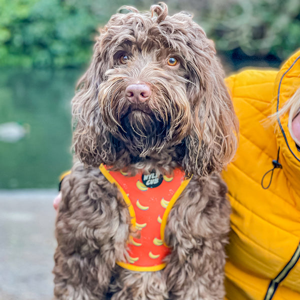 Wyld Cub green orange yellow colourful banana monkey botanical fun cool stylish comfortable quality reversible harness collar lead poo bag walk accessories set for top dog puppy breeds french bulldog frenchie bulldog cavapoo cockerpoo spaniel king Charles spaniel shihpoo labrador terrier chihuahua