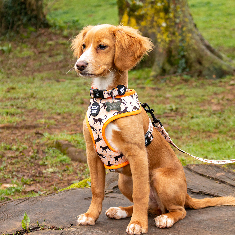 Kiss Chaser: Dog Collar