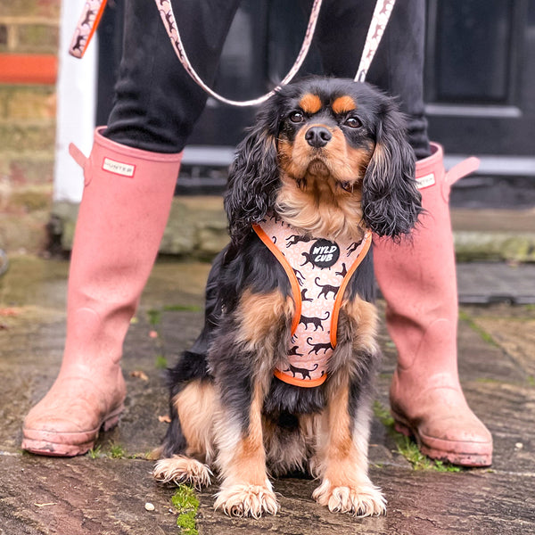 Wyld Cub orange black cool fun stylish leopard print lips comfortable quality reversible harness collar lead poo bag walk accessories set for top dog puppy breeds french bulldog frenchie bulldog cavapoo cockerpoo spaniel king Charles spaniel shihpoo labrador terrier chihuahua