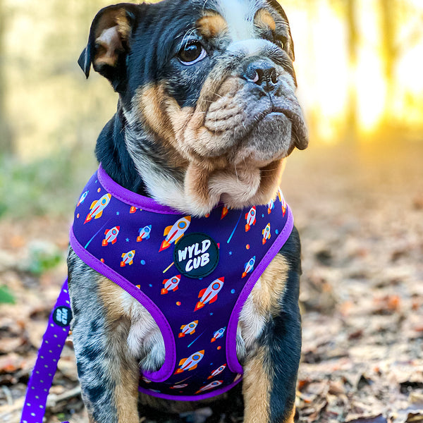 Wyld Cub purple blue lightening bolts rocket fun cool stylish quality reversible harness collar lead poo bag walk accessories set for top dog puppy breeds french bulldog frenchie bulldog cavapoo cockerpoo spaniel king Charles spaniel shihpoo labrador terrier chihuahua