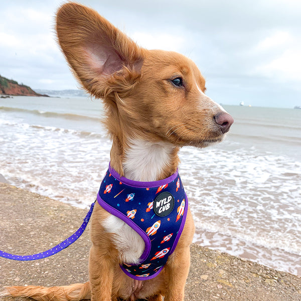 Wyld Cub purple blue lightening bolts rocket fun cool stylish quality reversible harness collar lead poo bag walk accessories set for top dog puppy breeds french bulldog frenchie bulldog cavapoo cockerpoo spaniel king Charles spaniel shihpoo labrador terrier chihuahua