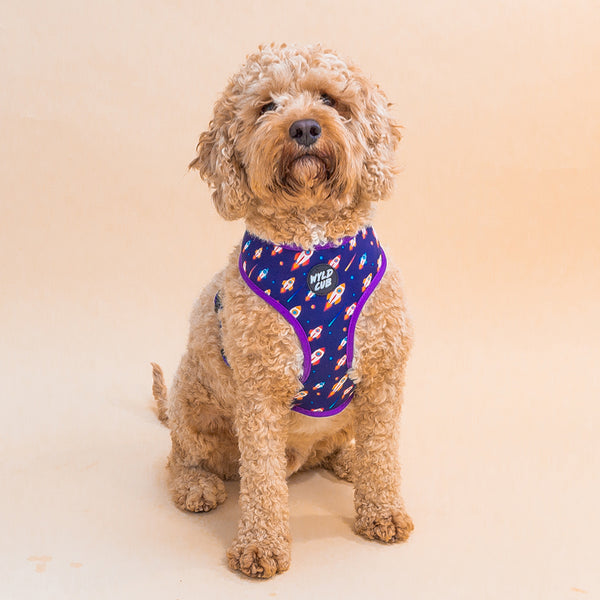 Wyld Cub purple blue lightening bolts rocket fun cool stylish quality reversible harness collar lead poo bag walk accessories set for top dog puppy breeds french bulldog frenchie bulldog cavapoo cockerpoo spaniel king Charles spaniel shihpoo labrador terrier chihuahua