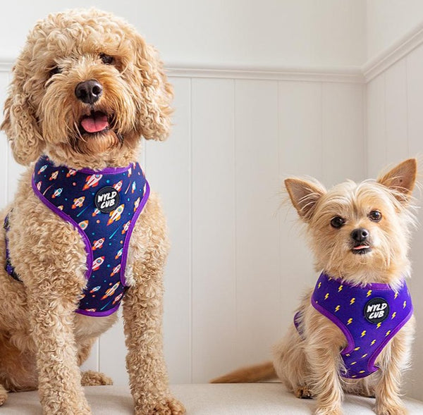 Wyld Cub purple blue lightening bolts rocket fun cool stylish quality reversible harness collar lead poo bag walk accessories set for top dog puppy breeds french bulldog frenchie bulldog cavapoo cockerpoo spaniel king Charles spaniel shihpoo labrador terrier chihuahua