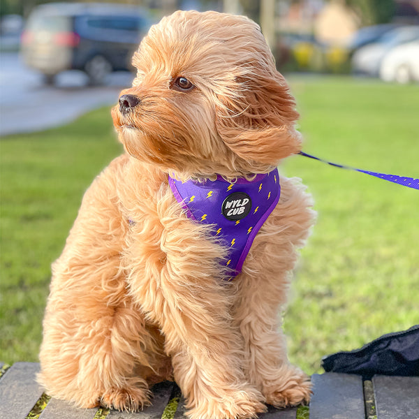 Wyld Cub purple blue lightening bolts rocket fun cool stylish quality reversible harness collar lead poo bag walk accessories set for top dog puppy breeds french bulldog frenchie bulldog cavapoo cockerpoo spaniel king Charles spaniel shihpoo labrador terrier chihuahua