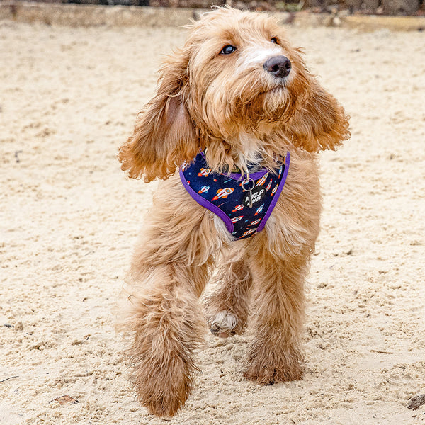 Wyld Cub purple blue lightening bolts rocket fun cool stylish quality reversible harness collar lead poo bag walk accessories set for top dog puppy breeds french bulldog frenchie bulldog cavapoo cockerpoo spaniel king Charles spaniel shihpoo labrador terrier chihuahua