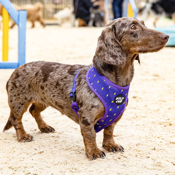 Wyld Cub purple blue lightening bolts rocket fun cool stylish quality reversible harness collar lead poo bag walk accessories set for top dog puppy breeds french bulldog frenchie bulldog cavapoo cockerpoo spaniel king Charles spaniel shihpoo labrador terrier chihuahua