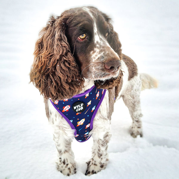 Wyld Cub purple blue lightening bolts rocket fun cool stylish quality reversible harness collar lead poo bag walk accessories set for top dog puppy breeds french bulldog frenchie bulldog cavapoo cockerpoo spaniel king Charles spaniel shihpoo labrador terrier chihuahua